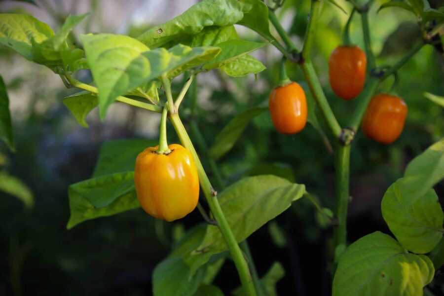 Aji Dulce Amarillo chilifrön – små gula milda frukter från Västindien | TummelstaChili