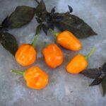 Odla Habanero Orange Apple