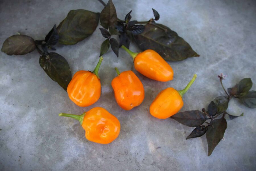 Habanero Orange Apple chilifrön – kompakta orange äppleformade frukter | TummelstaChili