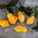 Odla Aji Fantasy Stripey