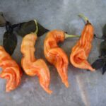 Odla Sugar Rush Stripey XL