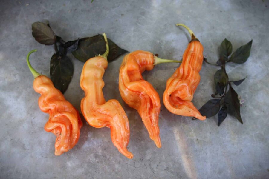 Sugar Rush Stripey XL chili med orange och röda ränder – färgglad baccatum | TummelstaChili