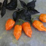 Odla Habanero Manzano