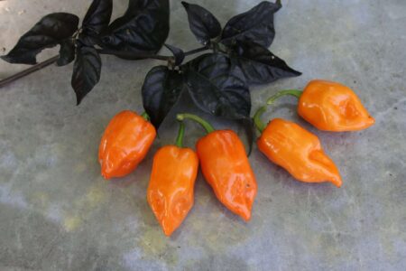 Habanero Manzano