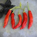 Odla Aji Minas Gerais