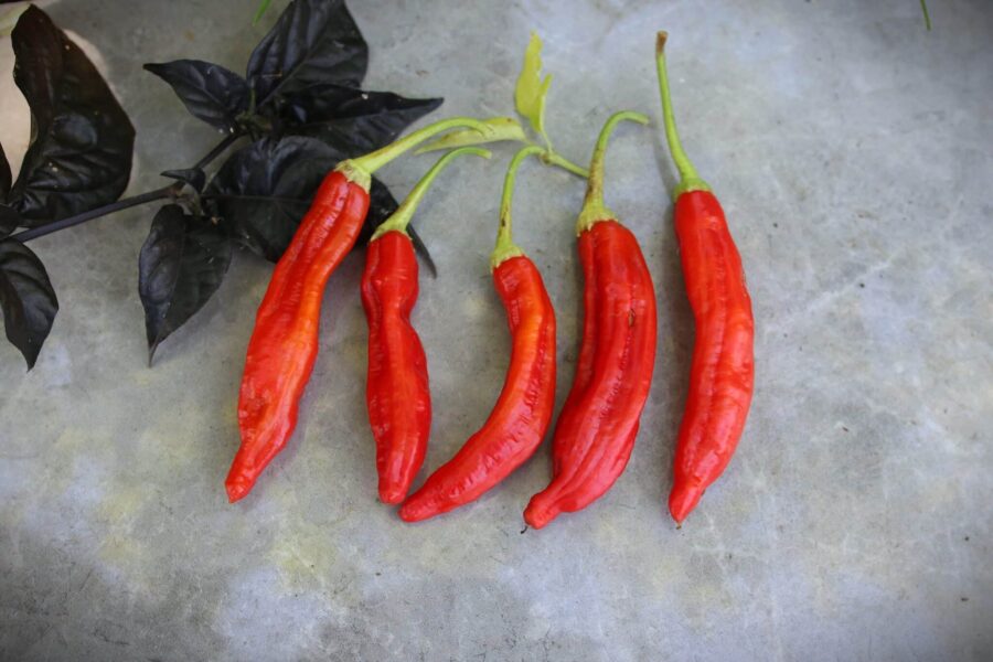 Aji Minas Gerais chilifrön – långa orange-röda frukter från Brasilien | TummelstaChili