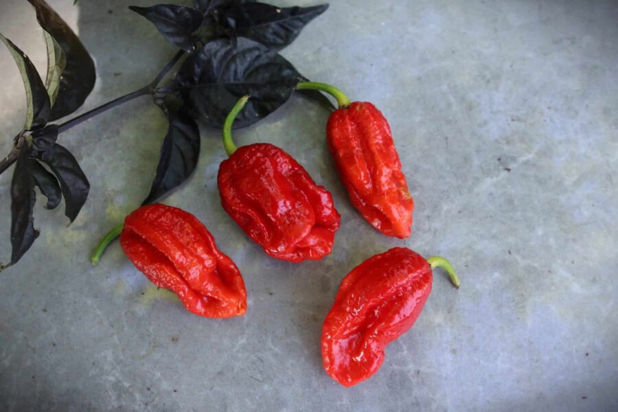 7 Pot Katie chilifrön – ultra-het superchili med rynkiga röda frukter | TummelstaChili