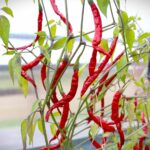 Odla Cabai Kerinting