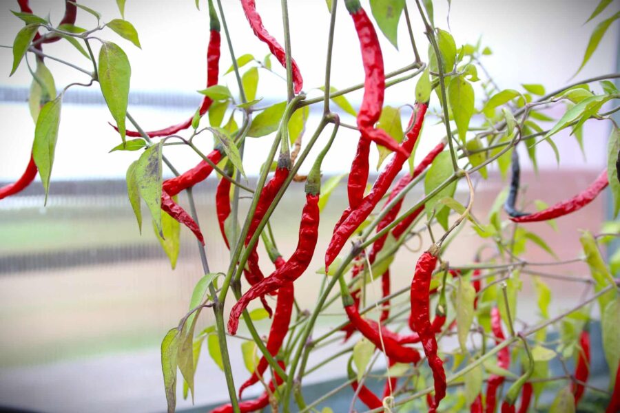 Cabai Kerinting – indonesisk krullchili med röda, krökta frukter | TummelstaChili