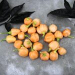 Odla Cluster Habanero