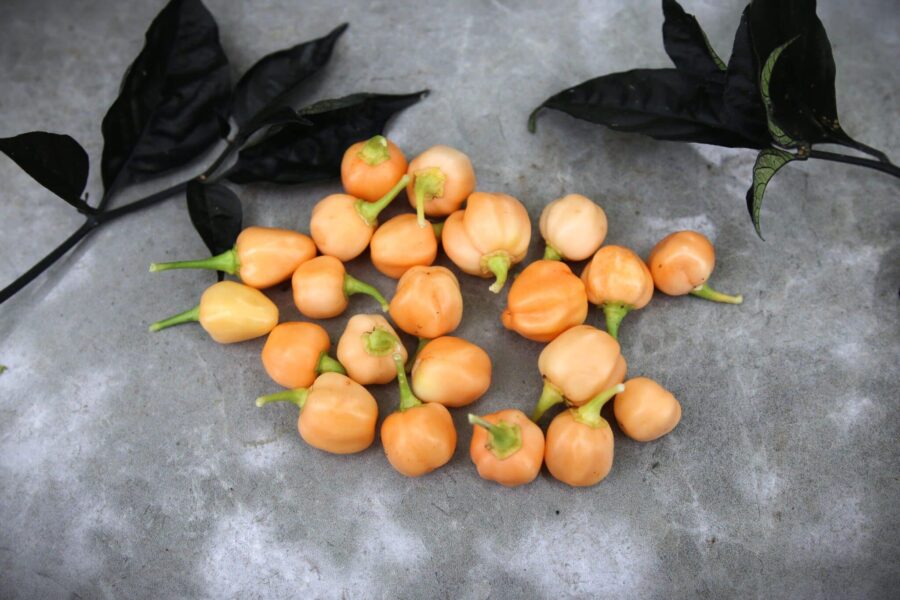 Cluster Habanero – orange habanero-frukter i täta klungor på varje gren | TummelstaChili
