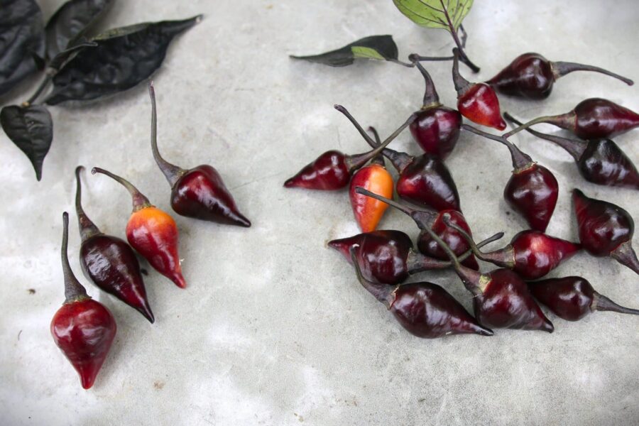 Biquinho Black chilifrön – glansigt svarta frukter med spetsig form | Brasiliansk chili hos TummelstaChili