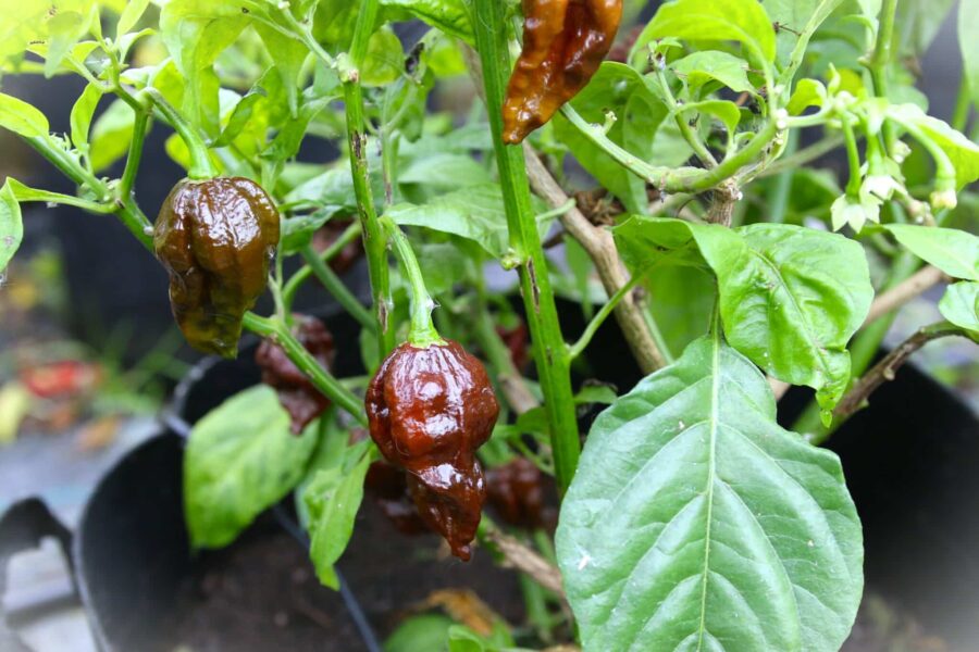 7 Pot Douglah – mörkbrun chokladfärgad superhet chili från Trinidad | TummelstaChili