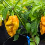 Odla Bhutlah Mustard