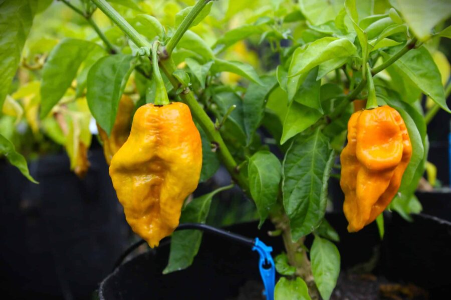 Bhutlah Mustard chilifrön – senapsbrun superhet hybrid med rynklig yta | TummelstaChili