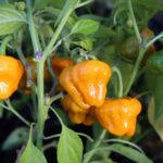 Odla Jamaican Yellow