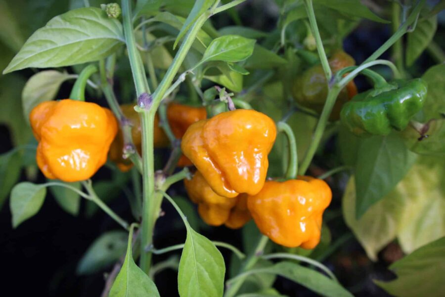 Jamaican Yellow chili med svamplik form och klargul färg | TummelstaChili