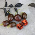 Odla Rocoto Mini Brown