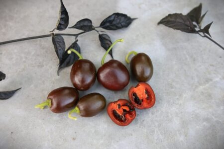 Rocoto Mini Brown