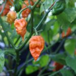 Odla Douglah Inception