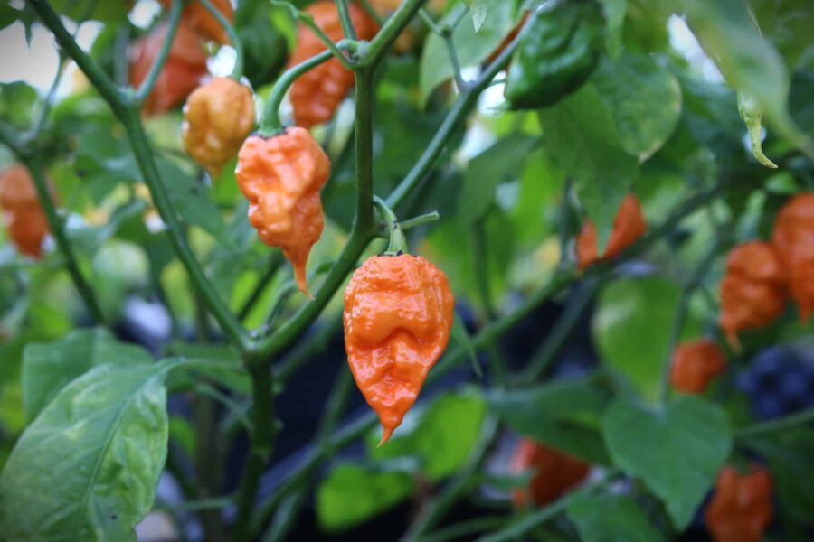 Douglah Inception chilifrön – superhet med unik färgvariation från orange till vitkräm | TummelstaChili