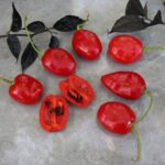 Odla Rocoto La Paz Rojo