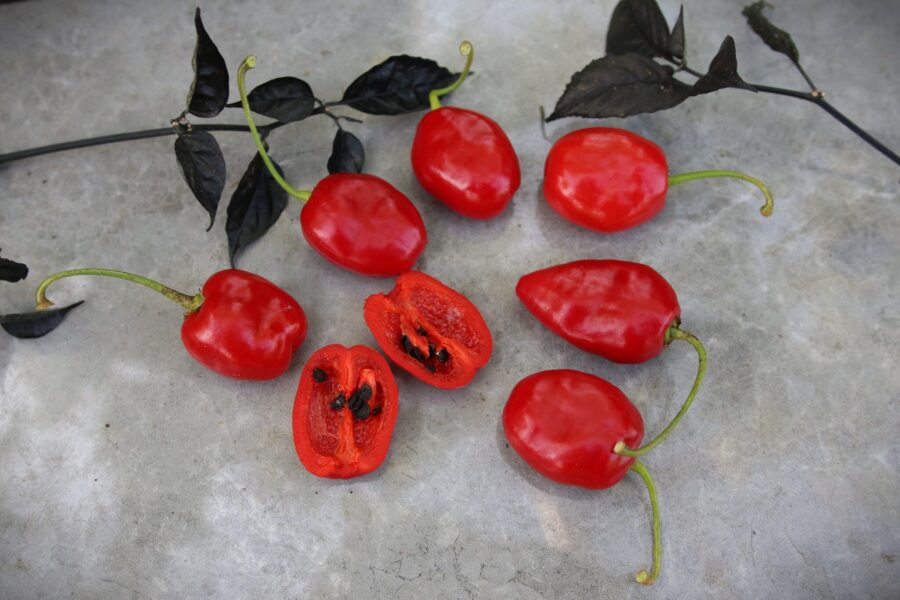 Rocoto La Paz Rojo chilifrön – andisk rocoto med tjockt, rött fruktkött | TummelstaChili