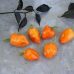 Odla Habanero Mexican Orange