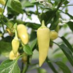 Odla Santa Fe Grande