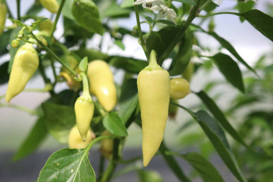 Santa Fe Grande chilifrön – klassisk New Mexico-sort med vitgula till röda frukter | TummelstaChili