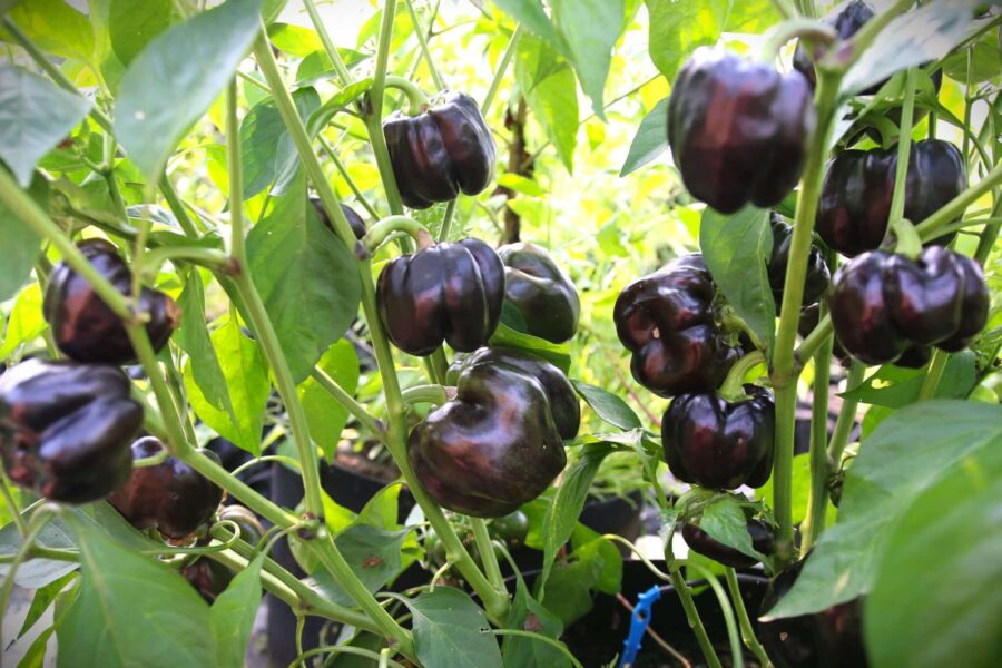 Andromeda prydnadschili – lila och svartröda frukter på kompakt planta | TummelstaChili