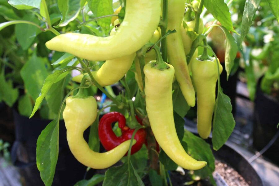 Komtesa paprika – kompakt dvärgplanta med röda minifrukter | Svenskodlade frön TummelstaChili