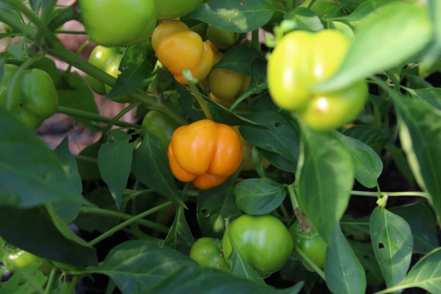 Sweet Julie paprika – mogna orange frukter med söt smak | Köp hos TummelstaChili