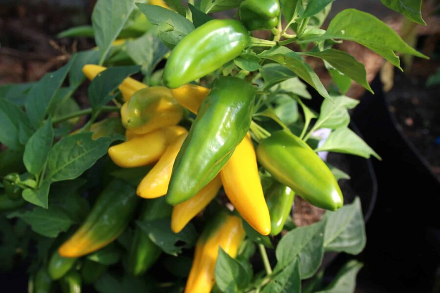 Lemon Dream paprika – söta citrongula frukter på kompakt planta | Svenskodlade frön TummelstaChili