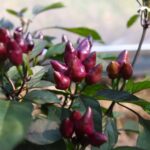 Odla Pimenta Moranga