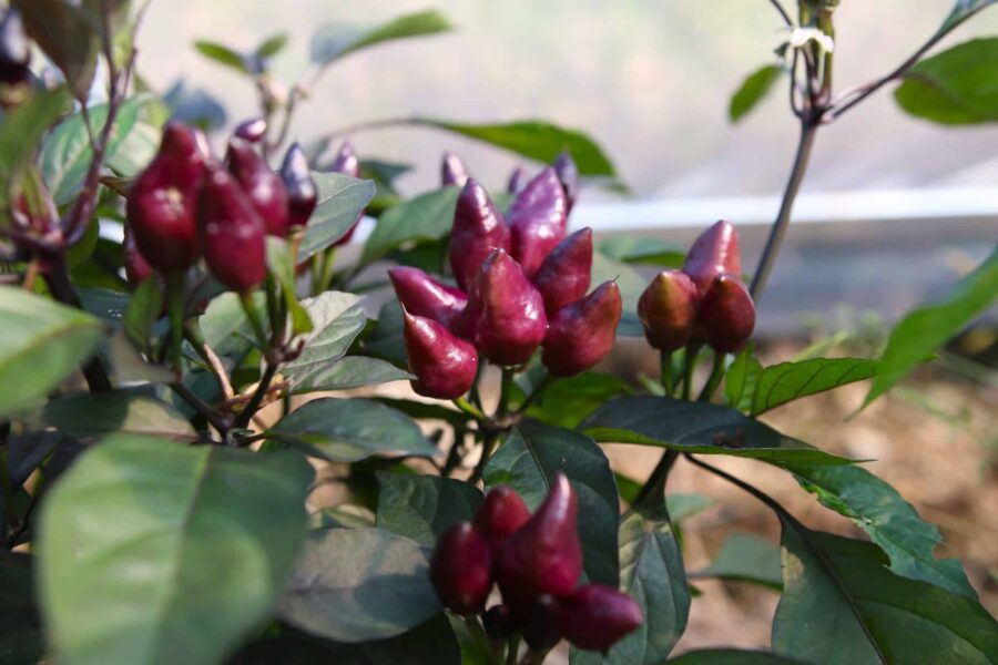 Pimenta Moranga chili med dramatisk svart till rödbrun färgförändring | TummelstaChili