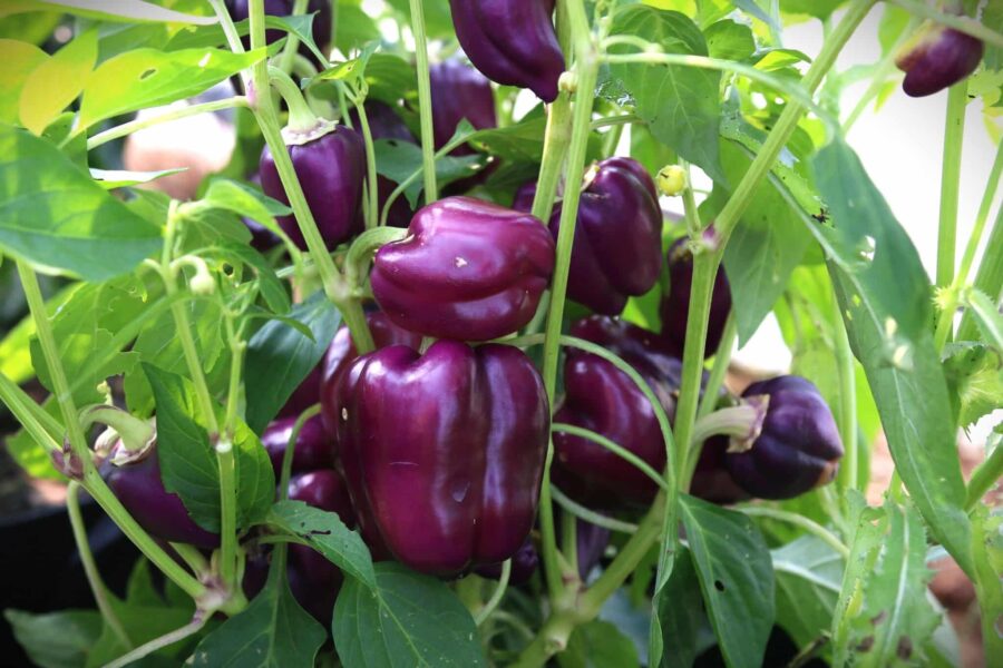 Oda paprikafrön – dekorativa lila och svartröda frukter på kompakt planta | TummelstaChili