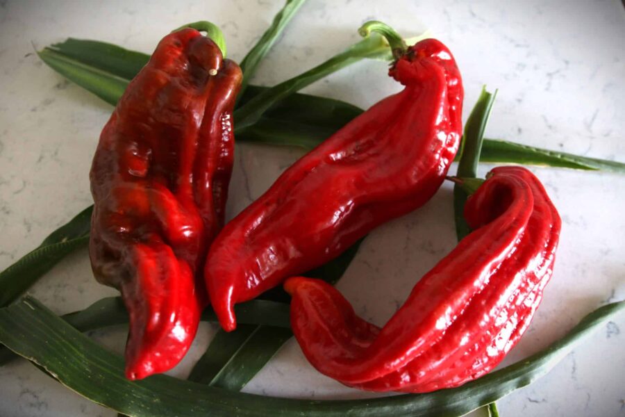 Friggitello pepparfrön – italiensk stekpeppar med grön och röd frukt | TummelstaChili