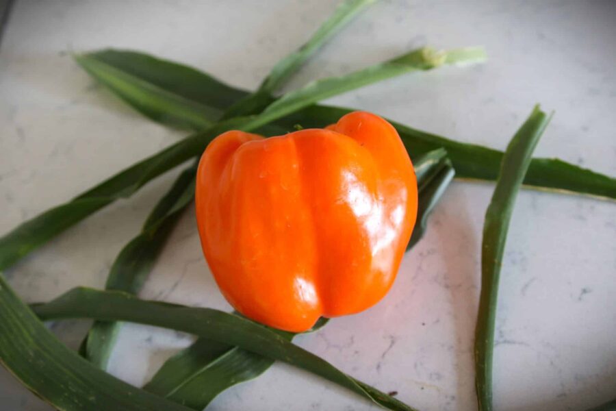 Etiuda pepparfrön – tidig orange peppar med konisk form | TummelstaChili