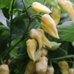 Odla Bhut Jolokia White