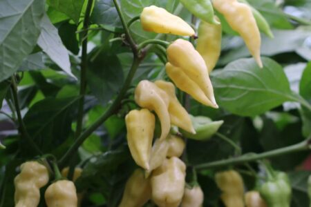 Bhut Jolokia White