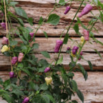 Odla Black Scorpion Tongue