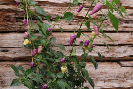 Black Scorpion Tongue