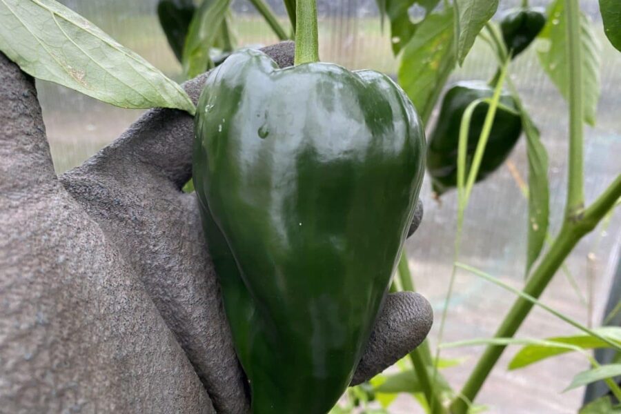 Ancho San Luis – heirloom-poblano med stora köttiga frukter från San Luis Potosí | TummelstaChili