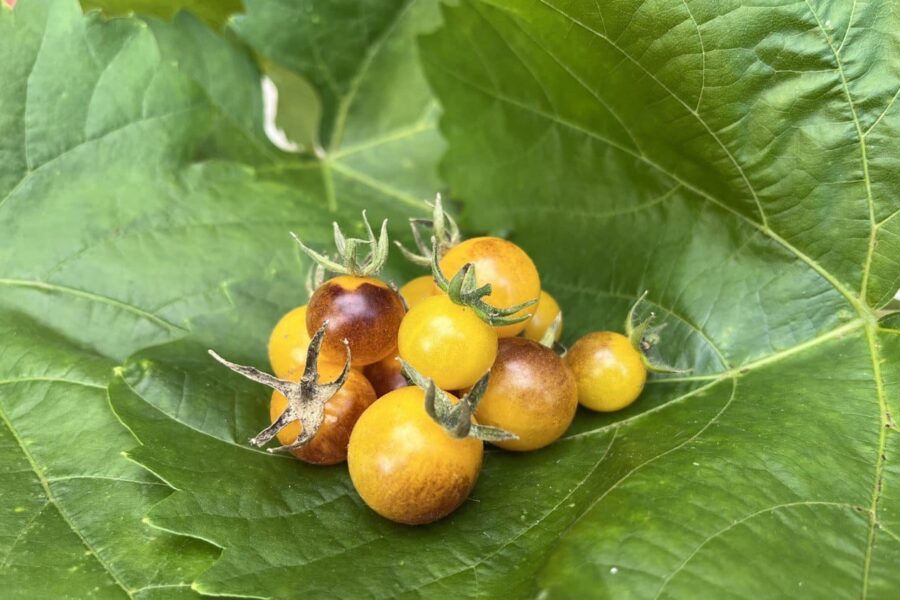 Indigo Gold Berries tomater med purpursvart skal och guldgul färg – antocyanin-rik sort | TummelstaChili