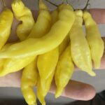 Odla Aji Melocoton Yellow