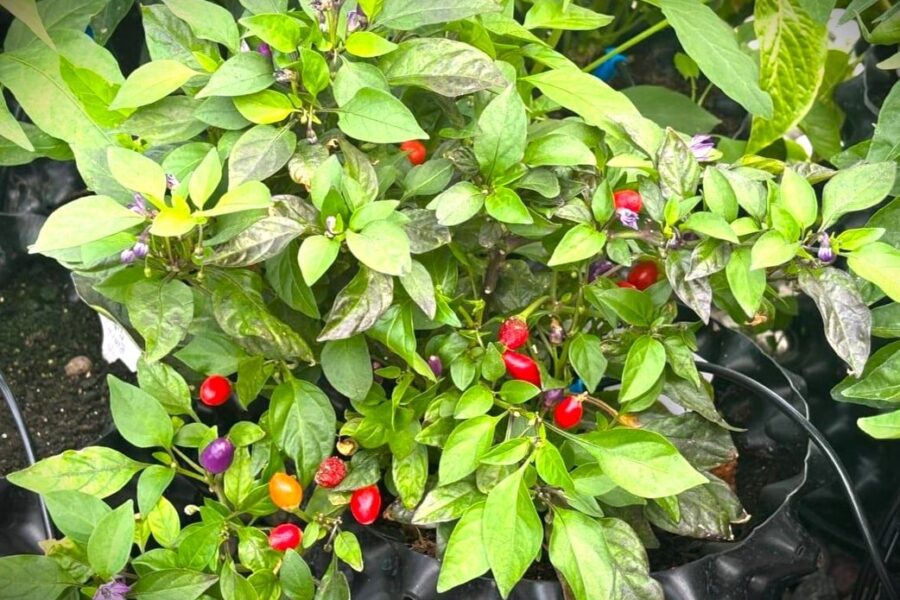 Bolivian Rainbow chilifrön – färgsprakande prydnadschili med frukter i regnbågens alla färger | TummelstaChili