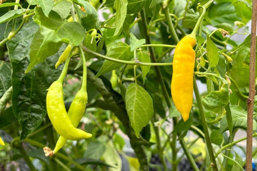 Havana Gold chilifrön – kubansk baccatum med gyllene frukter och citrussmak | TummelstaChili