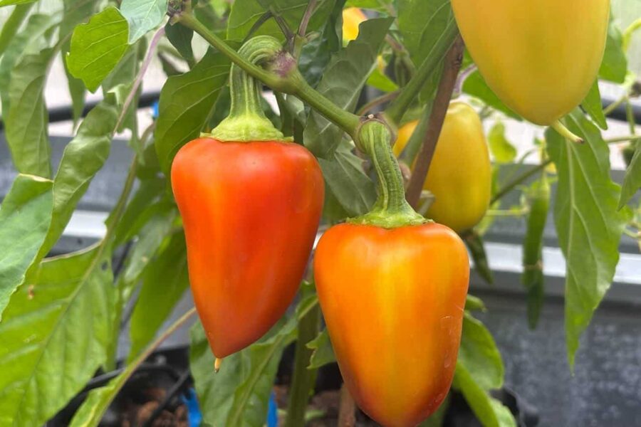 Marconi Red jättepeppar – långa röda frukter upp till 30 cm | Svenskodlade frön från TummelstaChili