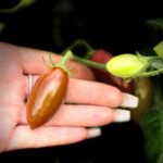 Tamarindo Multicolor